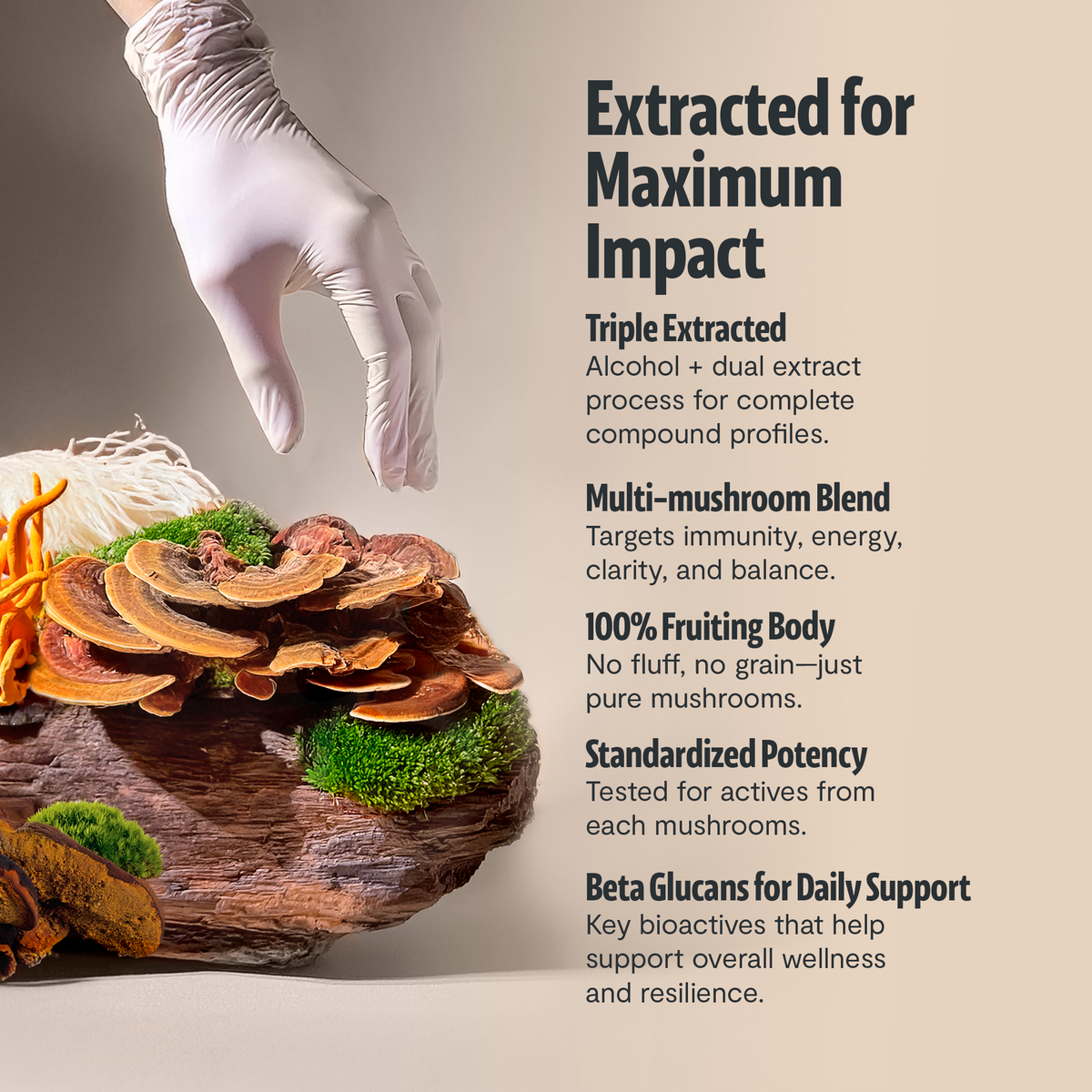 Six Mushroom Daily Blend