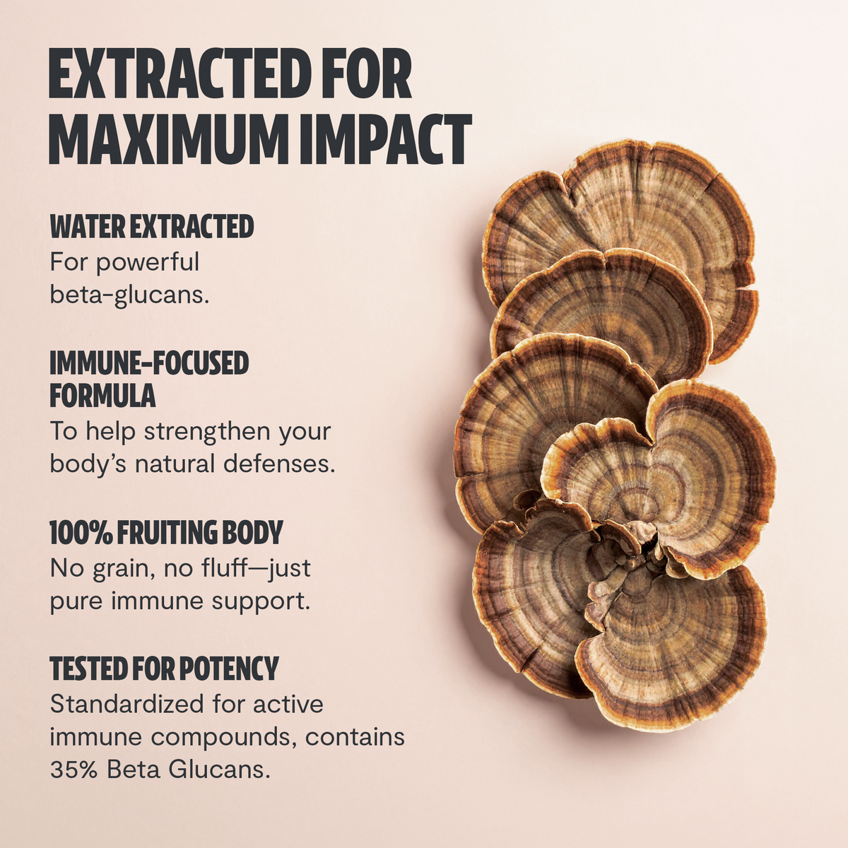 Organic Turkey Tail Capsules