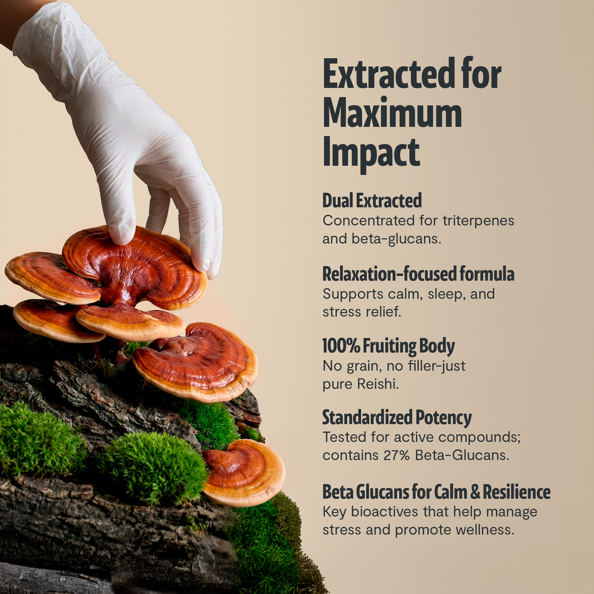 Organic Reishi Capsules